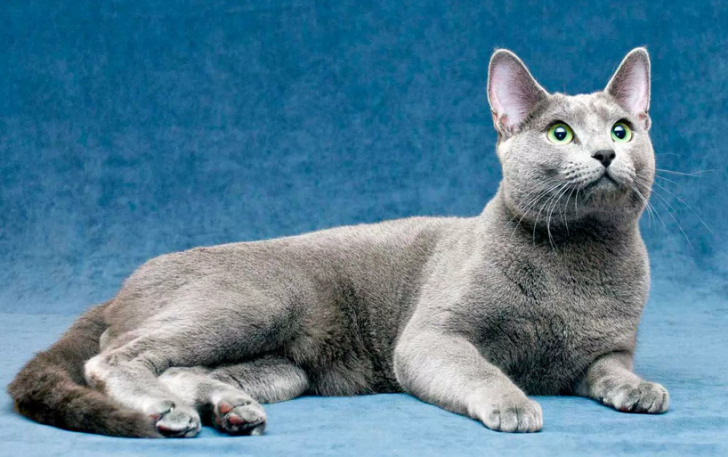 Russian blue cat