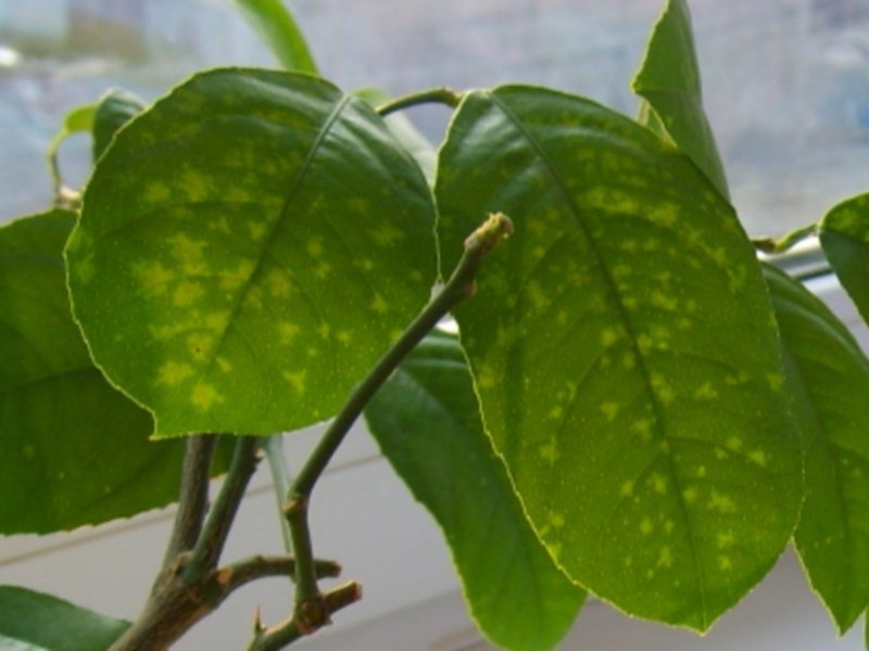 Spots on lemon sheets - a sign of the disease