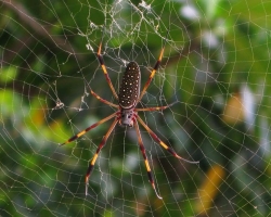 Kako se znebiti pajkov v stanovanju, zasebni hiši, na dvorišču, na ulici v rastlinjaku? Kako obdelati hišo pred pajki?
