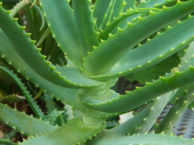 ¿Cómo es el aloe correctamente? ¿Es posible comer aloe con cáscara, embarazada, con lactancia materna, para la prevención de enfermedades?