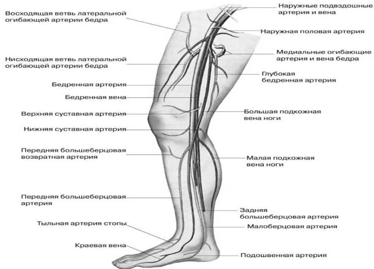 Кровеносная система ног человека схема