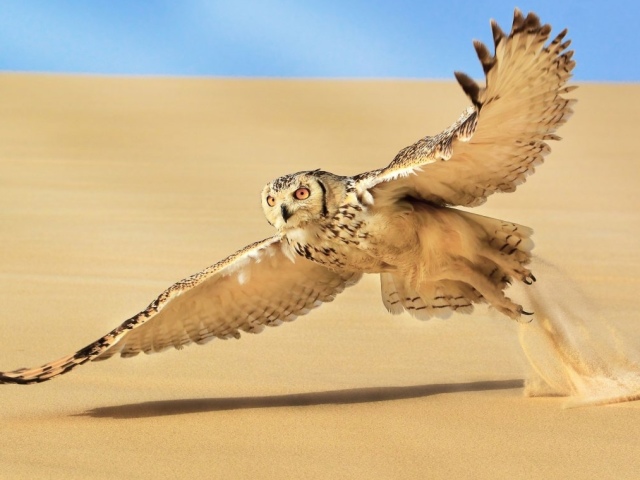 Птицы пустыни: названия, фото, краткое описание