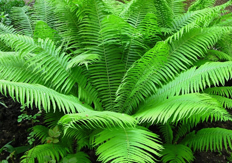 Paporotnik es una planta de Dalisman