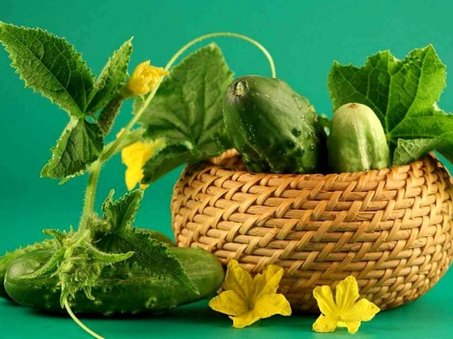 Plantando y cultivando plántulas de pepinos en casa en macetas de turba, vasos de plástico y cáscaras de huevo. ¿Cuándo plantar pepinos en plántulas para un invernadero?