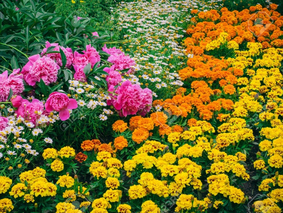 Velvetsy in the flowerbed