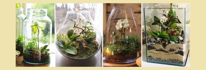 Цветок орхидеи в стеклянной вазе