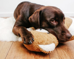 Apa yang Harus Dilakukan Jika Anjing Rumus di Perutnya Dan Dia Menolak Makanan: 12 Alasan Utama