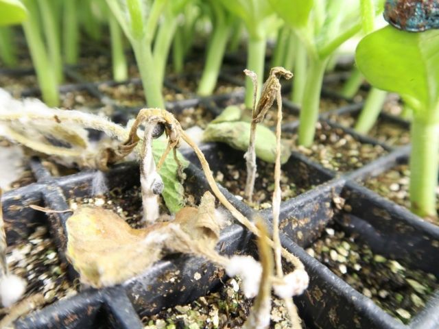 Why seedlings were covered with mold: reasons. How to get rid of mold in seedlings: methods. What drugs for mold on seedlings can be used?