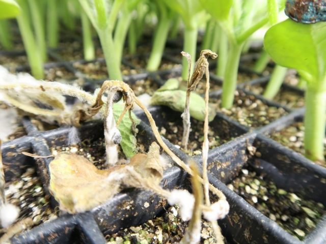 Varför plantor var täckta med mögel: skäl. Hur man blir av med mögel i plantor: Metoder. Vilka läkemedel för mögel på plantor kan användas?