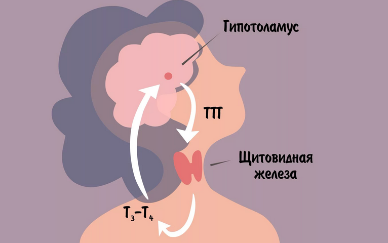 Vérifier les hormones thyroïdiennes juste