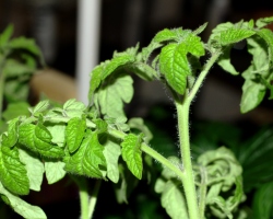 Les feuilles de tomates dans une serre sont tordues: des raisons, que faire?