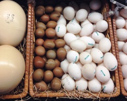 Quelle est la durée de conservation des œufs? Visage de conservation des œufs crus et durs dans le réfrigérateur et sans lui