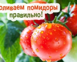 À quelle fréquence, combien de fois par semaine pour arroser les tomates dans une serre à différents stades de croissance?
