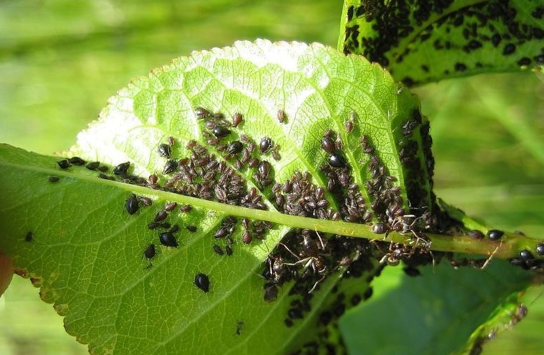 Chemical water helps from aphids