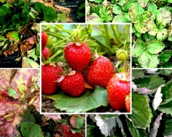 Strawberry and garden strawberries, description of diseases, how are strawberry diseases on the leaves, berries, treatment with chemicals and folk remedies