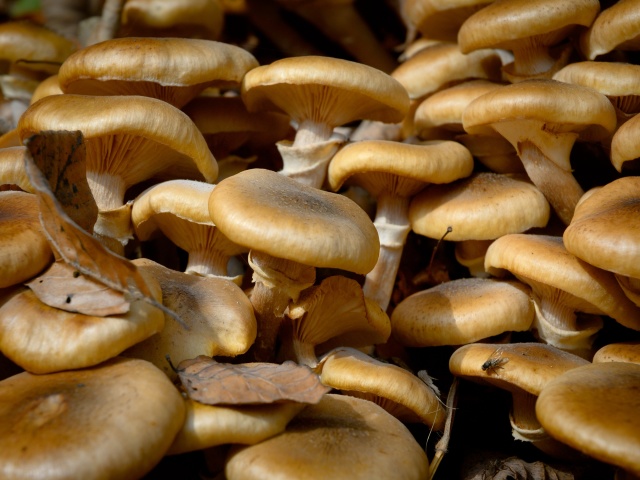 Çiğ istiridye mantarları yemek mümkün mü - faydalar ve olası zarar. Oyster mantarlarının çiğ mantarları yerseniz ne olur?