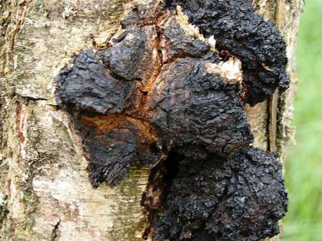 Chaga birch mushroom: healing properties, contraindications, how to prepare and accept for therapeutic purposes for various diseases