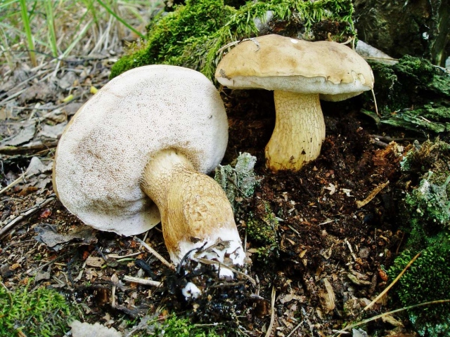 Seperti apa jamur empedu itu? Perbedaan utama antara jamur empedu dan jamur putih. Apa yang harus dilakukan jika Anda makan jamur empedu?