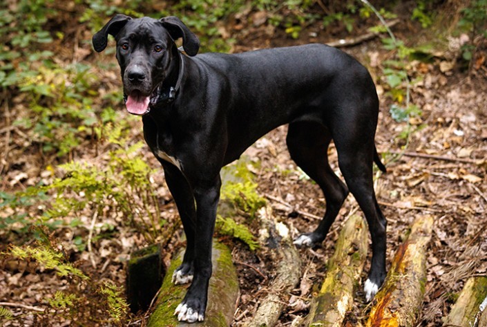 Dreaming a black large, huge dog