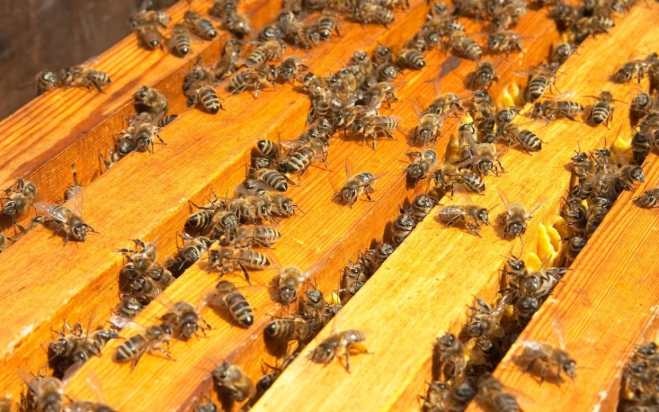 Дикие пчелы