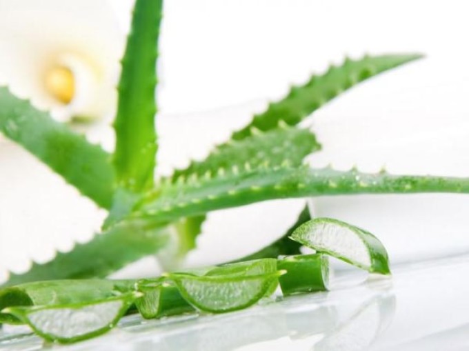 Aloe without a peel
