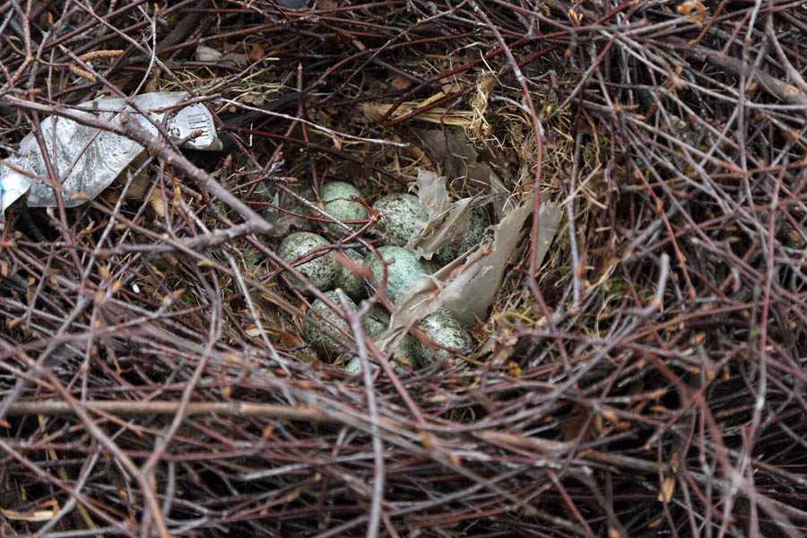 Разоренные птичьи гнезда