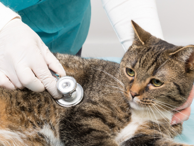 A macska, a hasmenéses macskák: okok, mit kell tenni, mit kell kezelni, otthon etetni? Hogyan és mit kell kezelni egy terhes és ápoló macskát hasmenésből: tippek, a drogok listája. Egy macskának, egy macskának véres hasmenése van, nyálkahártyával, hányással: mit kell tenni, otthon kezelni vagy orvoshoz fordulni?