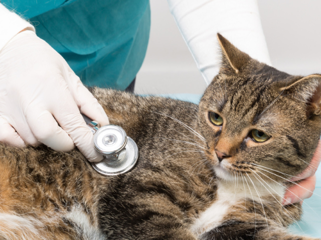 Le chat, les chats atteints de diarrhée: raisons, que faire, que traiter, nourrir à la maison? Comment et quoi traiter un chat enceinte et infirmier de la diarrhée: conseils, une liste de médicaments. Un chat, un chat a une diarrhée sanglante, avec du mucus, des vomissements: que faire, traiter à la maison ou voir un médecin?