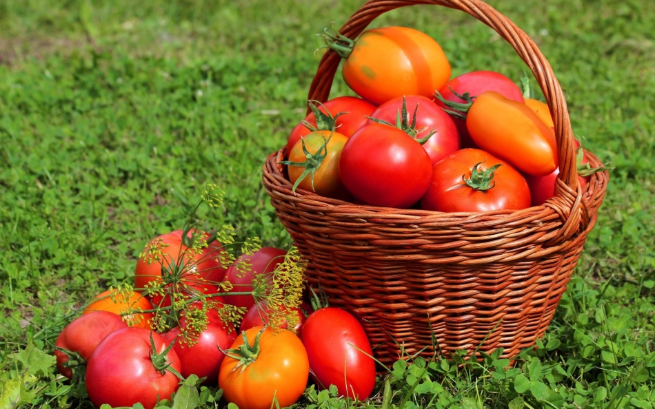 К каким видам растений относятся томаты?