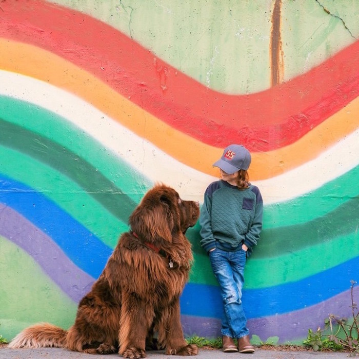 Farba psov Newfoundland - sivá, čierna, hnedá, čokoláda, strieborná, čierna a biela: fotografie