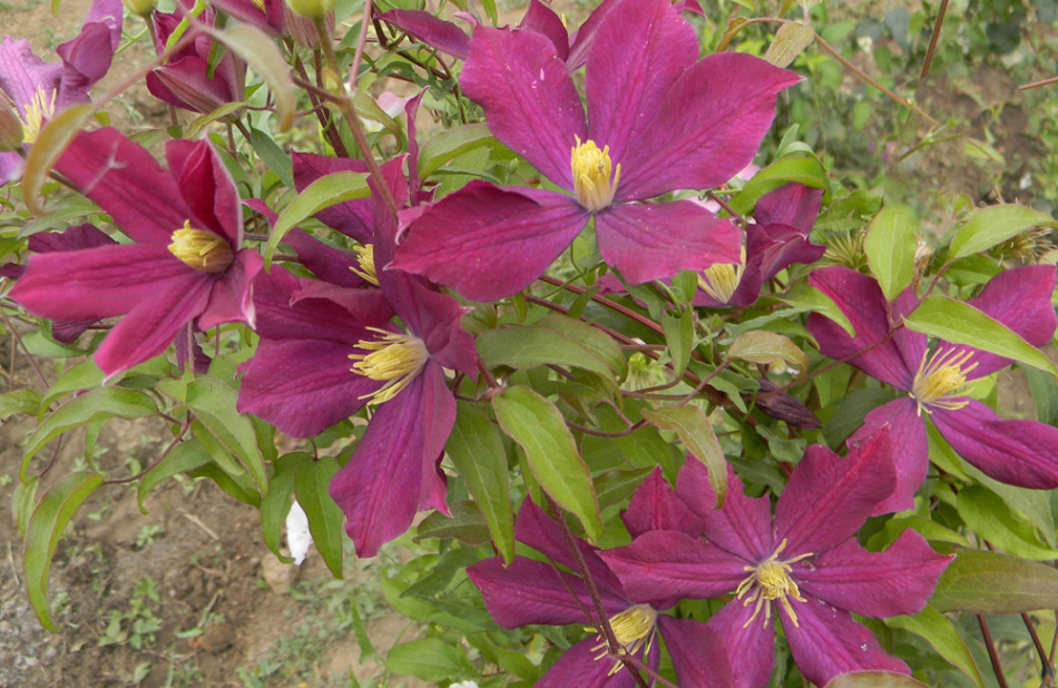 Beau Clematis