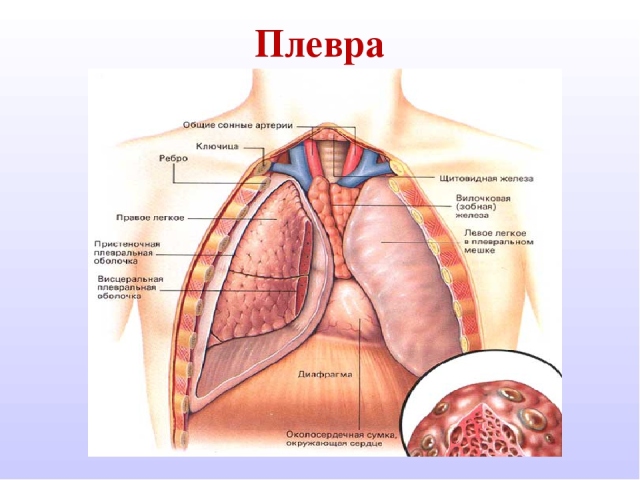 Pleura: structure, functions and the most common diseases