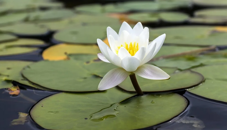 Fleur et percuteur de plantes nommées de lys après l'eau