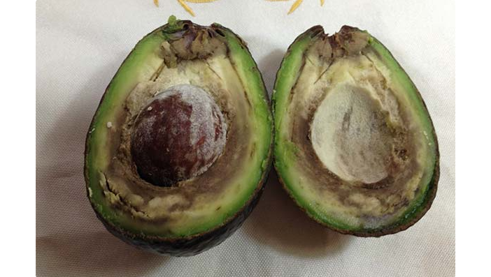 Так выглядит испорченный авокадо внутри в разрезе