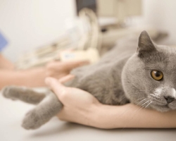 KHPN in cats - renal failure in cats: symptoms, treatment