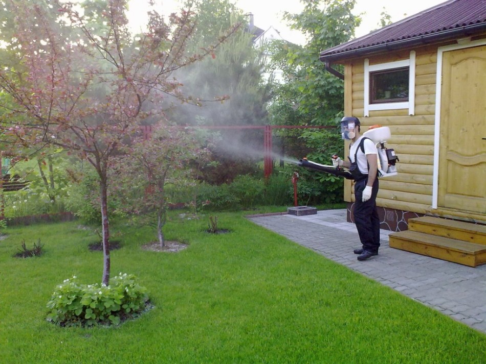 Spraying fruit trees