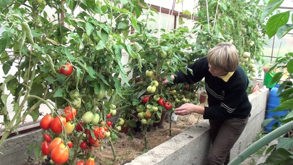 Tomatoes in the greenhouse