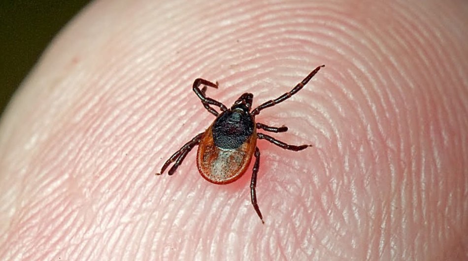 Memo to parents about tick protection