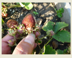 Why are strawberries hard and dry berries: the most common causes, phytopathology and pests, what to do?