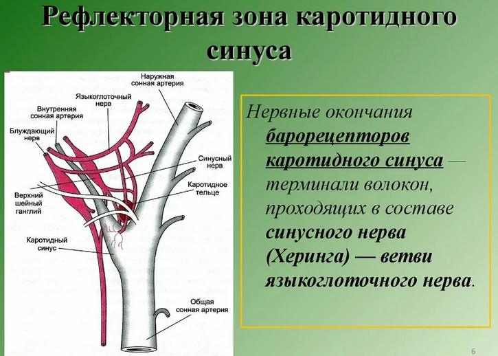 Karotiskörper mit Arterien