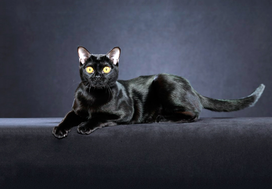 Eine Katze wie ein Panther