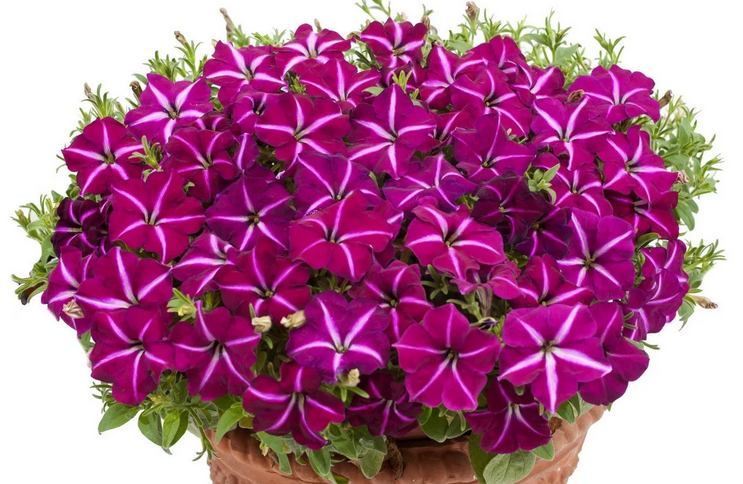 Kaskadowy petunia „Jaconde”