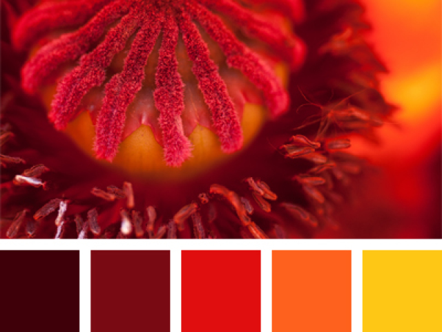 Оттенки красного цвета: палитра, названия цветов