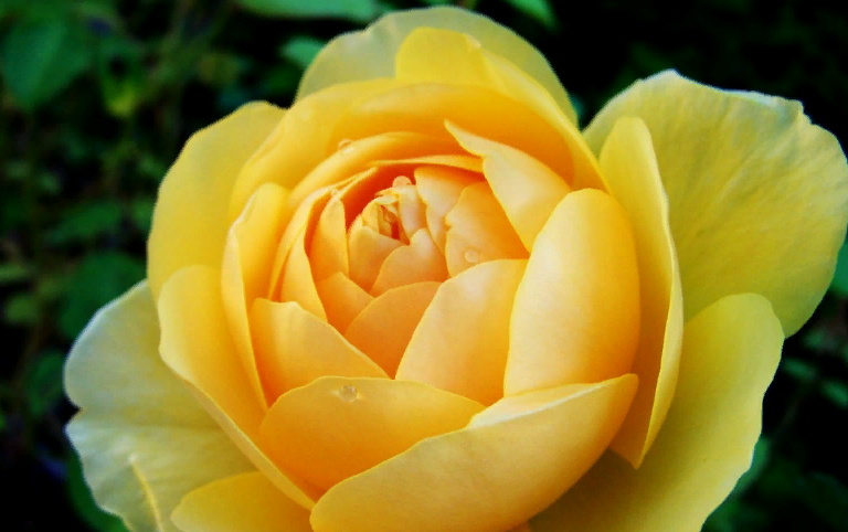 Желтая роза харисона