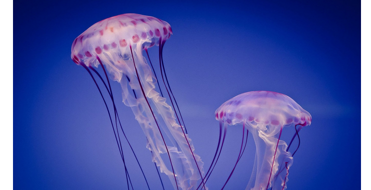 Дисковидные медузы