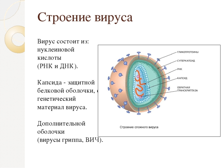 Схема строения вируса