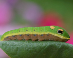 Caterpillars: Általános, szokatlan, gyönyörű és toxikus fajok, nevek, testszerkezet, fejlődés, pillangóvá történő átalakulás, leírás, fotó. Hol élnek a hernyók, hogyan esznek, hogyan szaporodnak? Érdekes tények a hernyókról