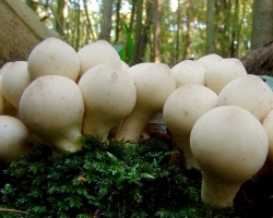 Mushroom esőkabát: ehető vagy sem, hogy néz ki egy hamis gomba, mint egy esőkabát? Gomba esőkabát: Terápiás tulajdonságok és hogyan kell főzni? Mit lehet készíteni egy esőkabát gombából?