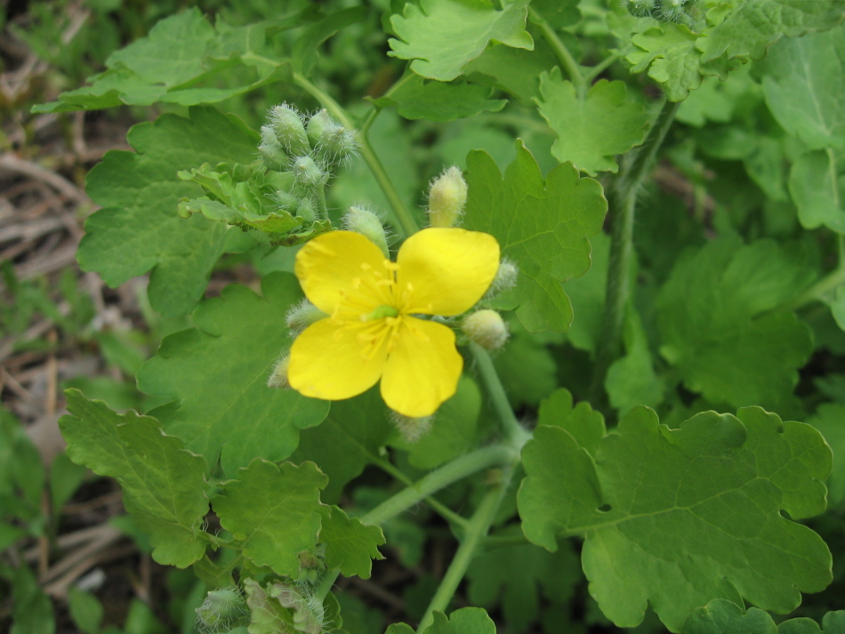 Celandine schützt männliche Gesundheit.