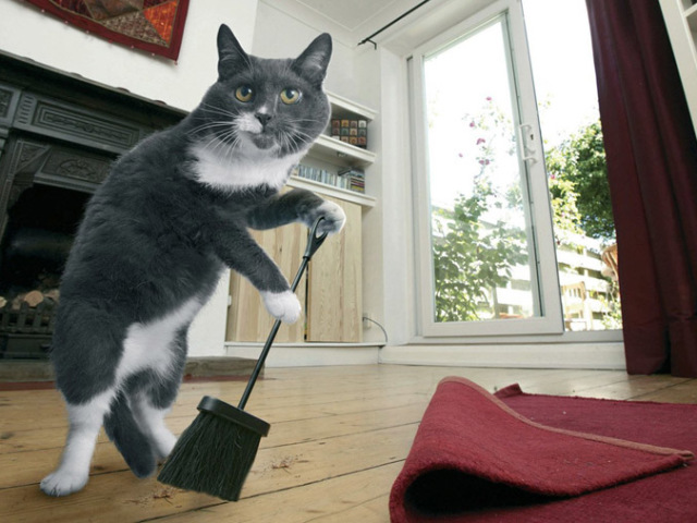 Comment éliminer l'odeur de l'urine de chat dans un appartement, maison? Remèdes pour l'odeur de l'urine de chat